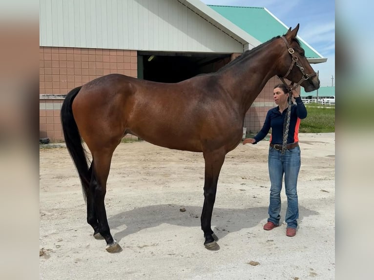 Pura sangre inglés Caballo castrado 3 años 173 cm Castaño claro in Florida