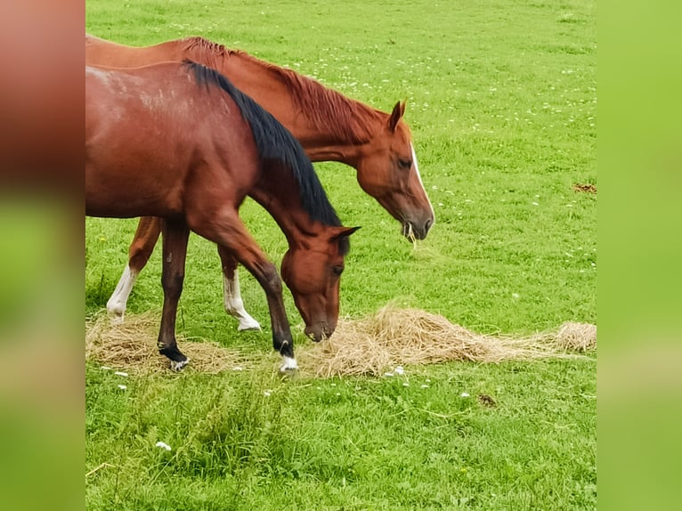 Pura sangre inglés Caballo castrado 3 años Castaño in Schloß Arrff