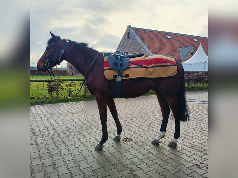 Pura sangre inglés Caballo castrado 3 años Castaño in Schloß Arrff