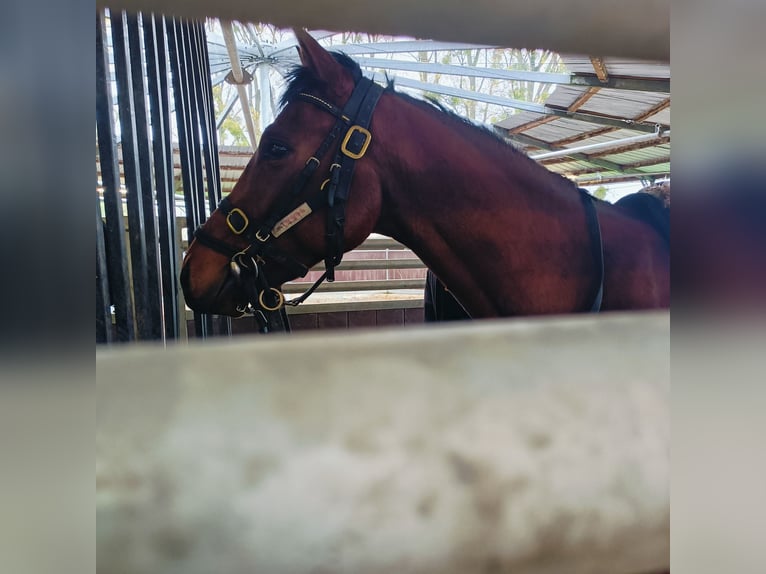 Pura sangre inglés Caballo castrado 3 años Castaño in Schloß Arrff