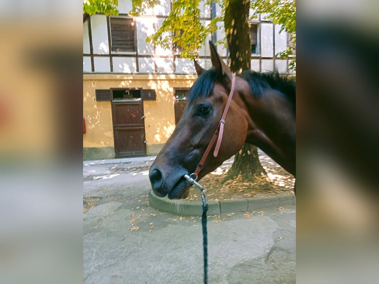 Pura sangre inglés Caballo castrado 3 años Castaño in Milano