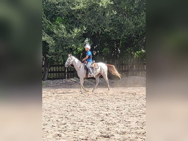 Pura sangre inglés Caballo castrado 3 años Tordo in Miami flordia