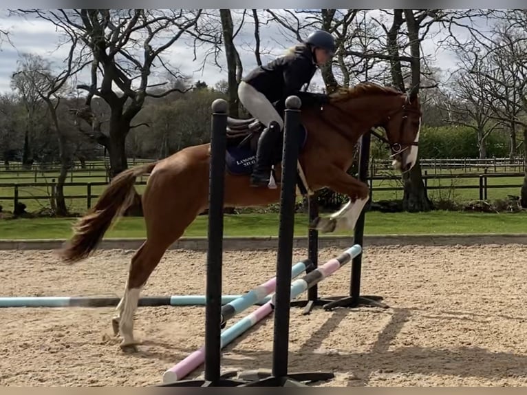 Pura sangre inglés Mestizo Caballo castrado 4 años 147 cm Alazán-tostado in Chobham