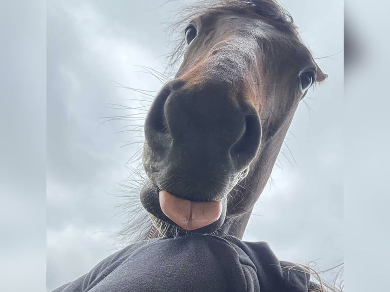 Pura sangre inglés Mestizo Caballo castrado 4 años 155 cm Castaño oscuro in Bösel