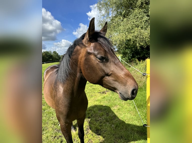 Pura sangre inglés Mestizo Caballo castrado 4 años 155 cm Castaño oscuro in Bösel