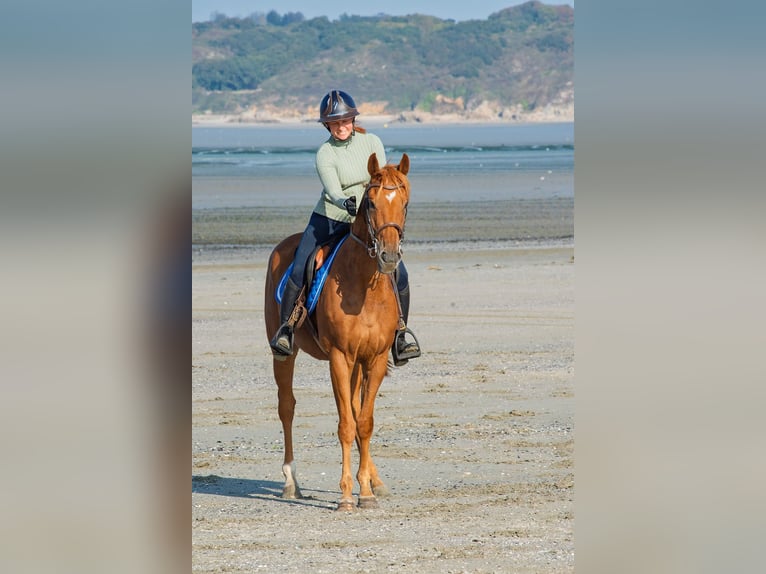 Pura sangre inglés Caballo castrado 4 años 157 cm Castaño in Le Breil, Vieux-Pont-en-Auge
