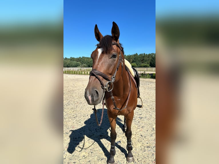 Pura sangre inglés Caballo castrado 4 años 158 cm Castaño rojizo in Piaseczno