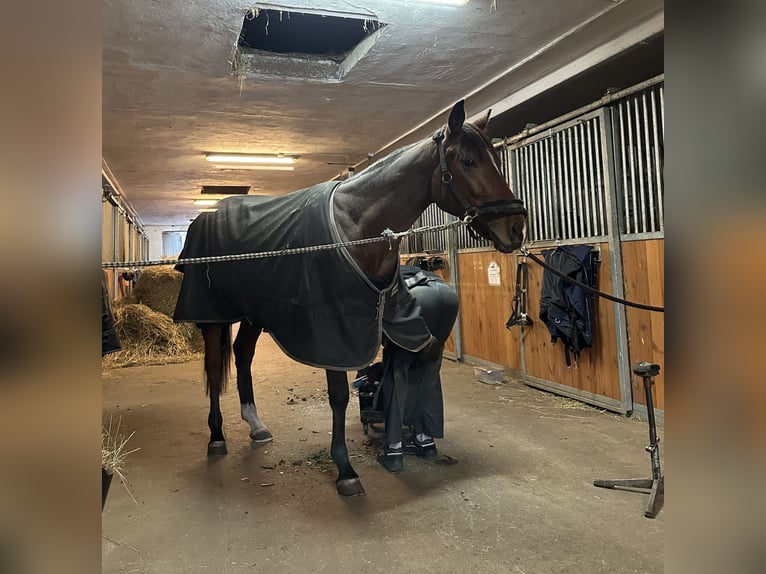 Pura sangre inglés Caballo castrado 4 años 158 cm Castaño rojizo in Piaseczno