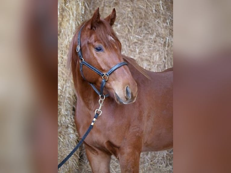 Pura sangre inglés Caballo castrado 4 años 160 cm Alazán in G&#xFC;nzburg