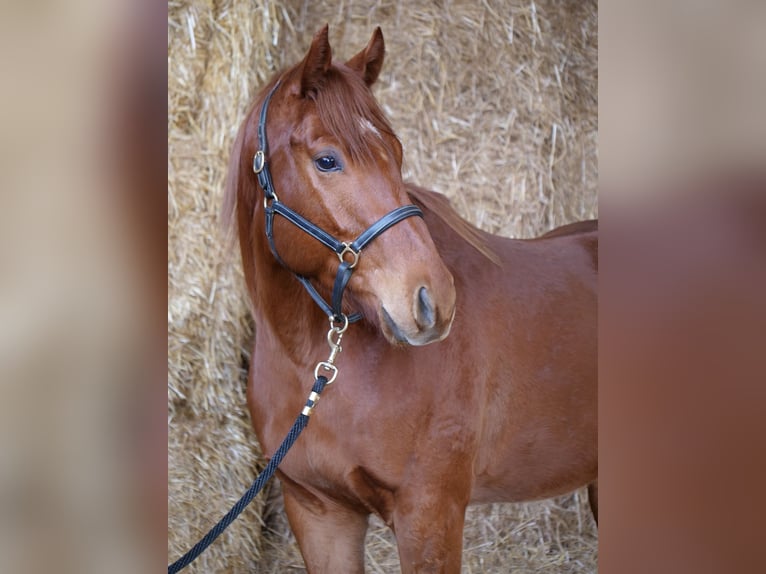 Pura sangre inglés Caballo castrado 4 años 160 cm Alazán in Günzburg