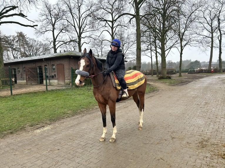 Pura sangre inglés Caballo castrado 4 años 160 cm Castaño in Krefeld