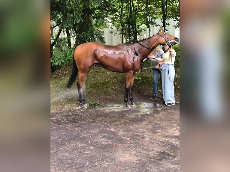 Pura sangre inglés Caballo castrado 4 años 160 cm Castaño in Duisburg