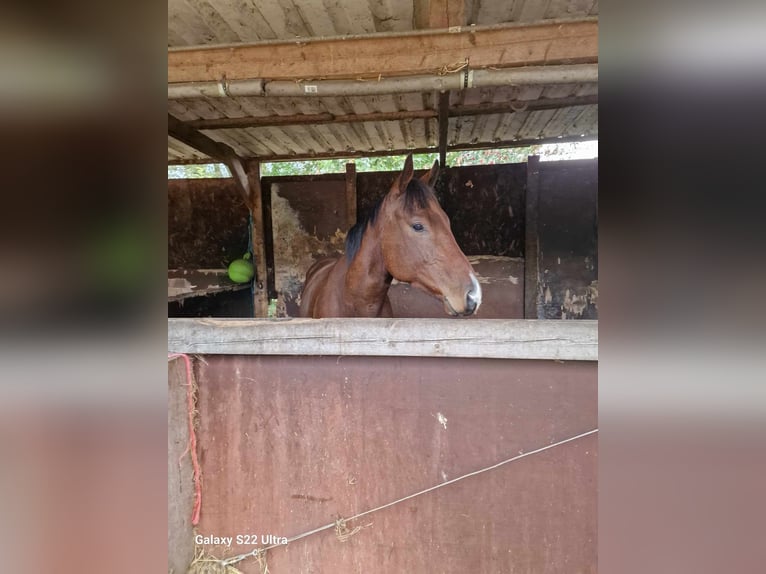 Pura sangre inglés Caballo castrado 4 años 160 cm Castaño in Meerdonk