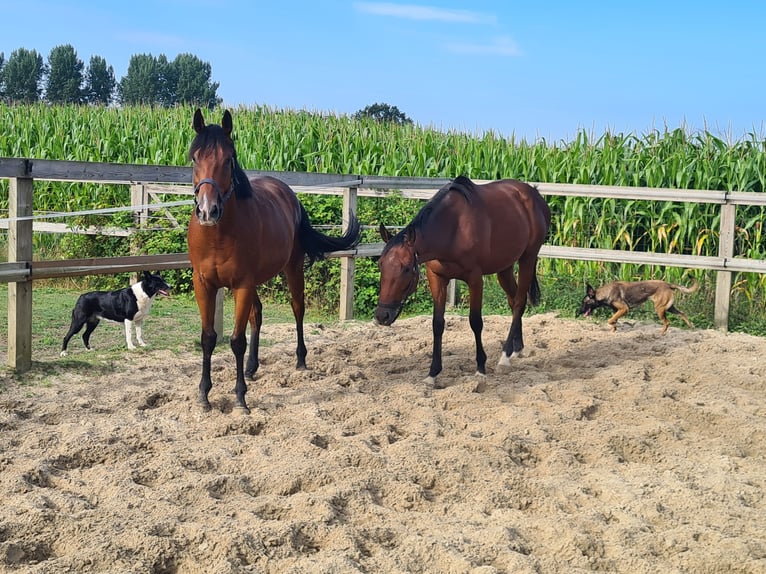 Pura sangre inglés Caballo castrado 4 años 160 cm Castaño in Meerdonk