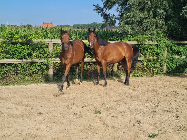 Pura sangre inglés Caballo castrado 4 años 160 cm Castaño in Meerdonk