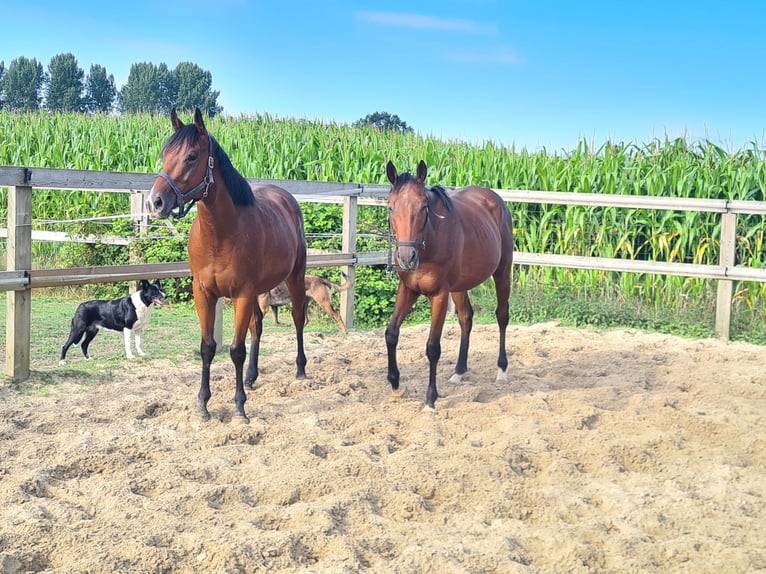 Pura sangre inglés Caballo castrado 4 años 160 cm Castaño in Meerdonk