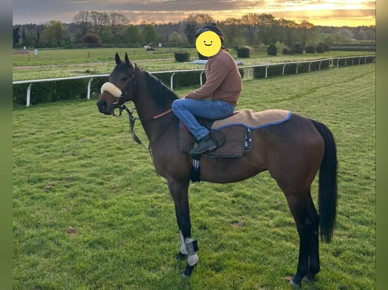 Pura sangre inglés Caballo castrado 4 años 160 cm Castaño in Neuss