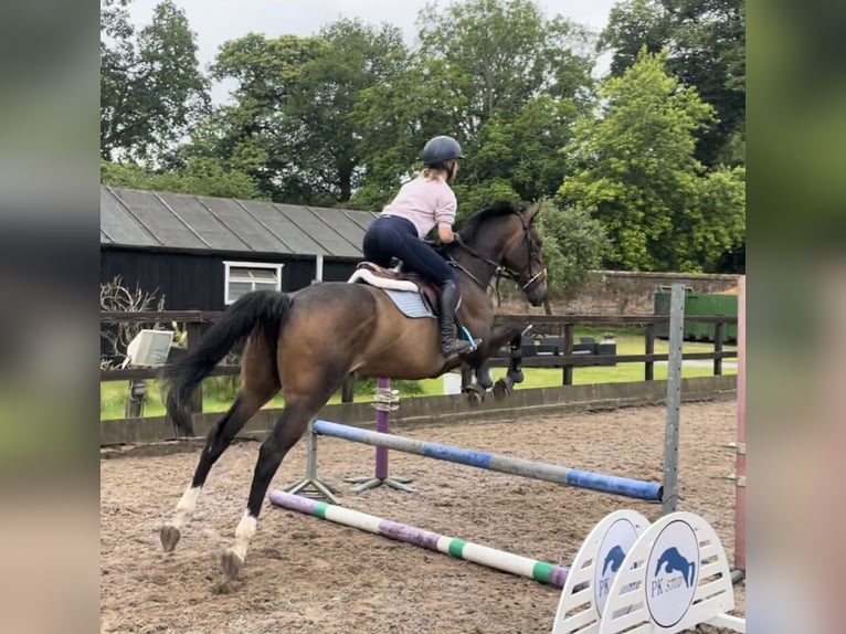 Pura sangre inglés Caballo castrado 4 años 160 cm Castaño oscuro in Tunworth