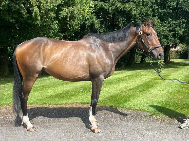 Pura sangre inglés Caballo castrado 4 años 160 cm Castaño oscuro in Tunworth