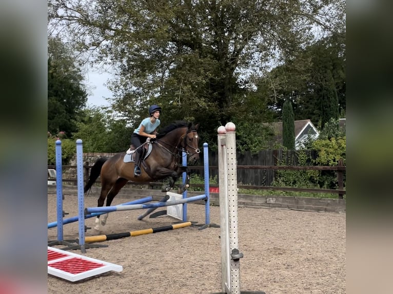 Pura sangre inglés Caballo castrado 4 años 160 cm Castaño oscuro in Tunworth