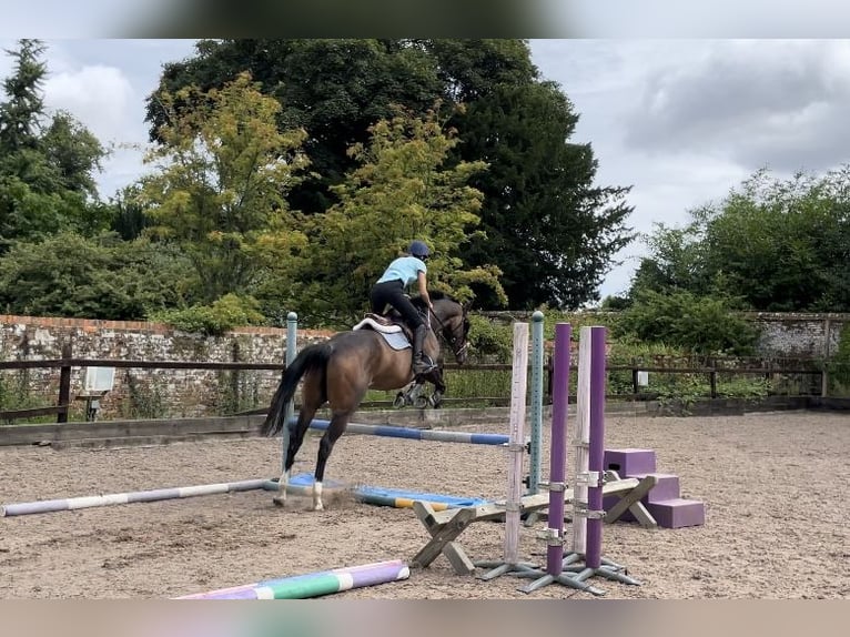 Pura sangre inglés Caballo castrado 4 años 160 cm Castaño oscuro in Tunworth