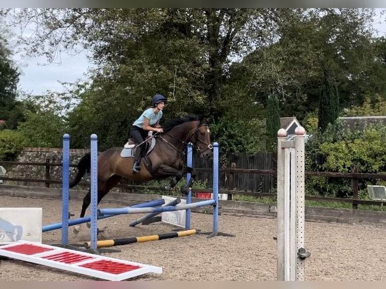 Pura sangre inglés Caballo castrado 4 años 160 cm Castaño oscuro in Tunworth