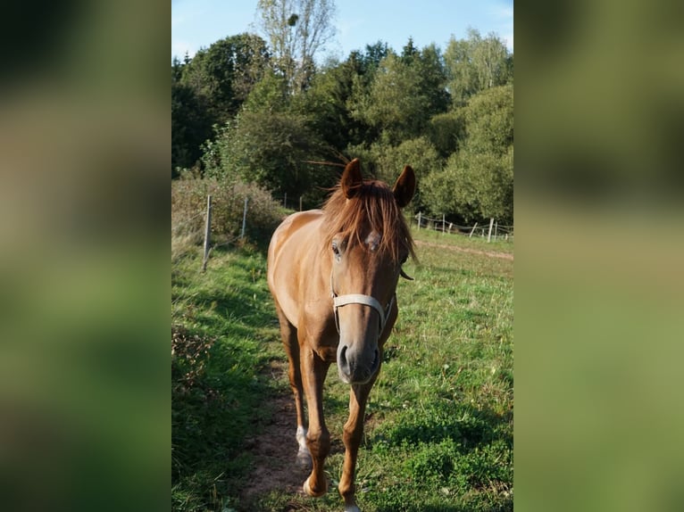 Pura sangre inglés Caballo castrado 4 años 163 cm Alazán in Nalbach