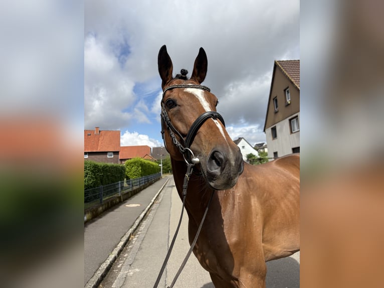 Pura sangre inglés Caballo castrado 4 años 163 cm Castaño in N&#xF6;rten-Hardenberg