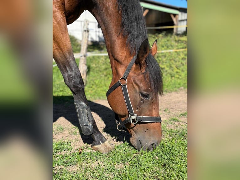Pura sangre inglés Caballo castrado 4 años 163 cm Castaño in TONNOY