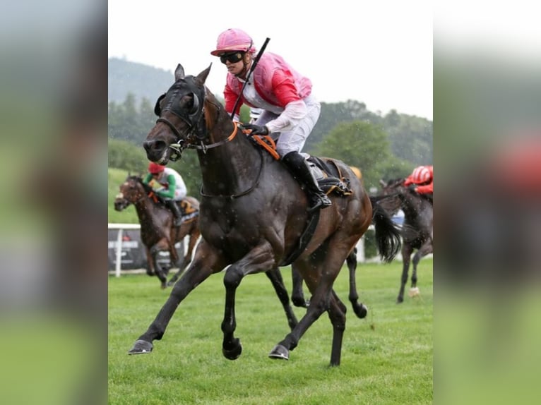 Pura sangre inglés Caballo castrado 4 años 163 cm Castaño oscuro in Iffezheim