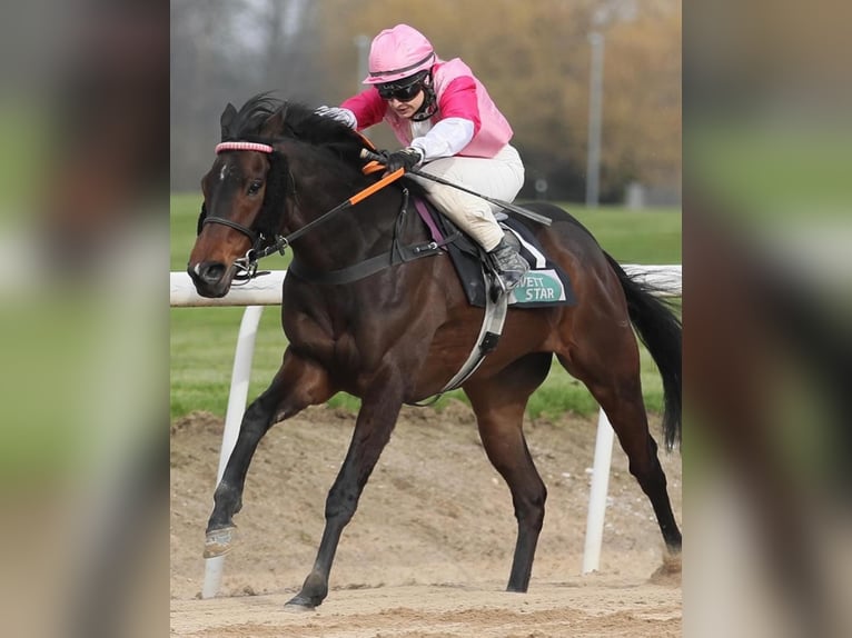 Pura sangre inglés Caballo castrado 4 años 163 cm Castaño oscuro in Iffezheim