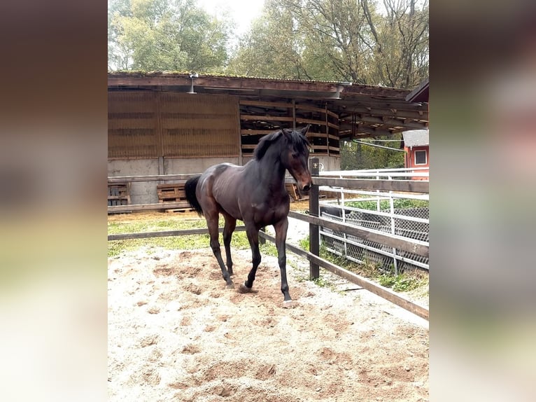 Pura sangre inglés Caballo castrado 4 años 163 cm Castaño oscuro in Iffezheim