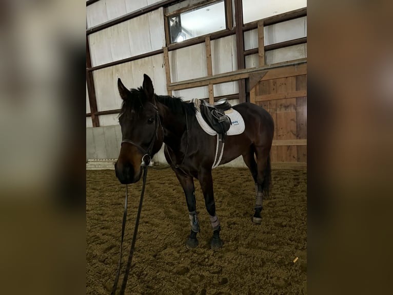 Pura sangre inglés Caballo castrado 4 años 163 cm Castaño rojizo in Plympton