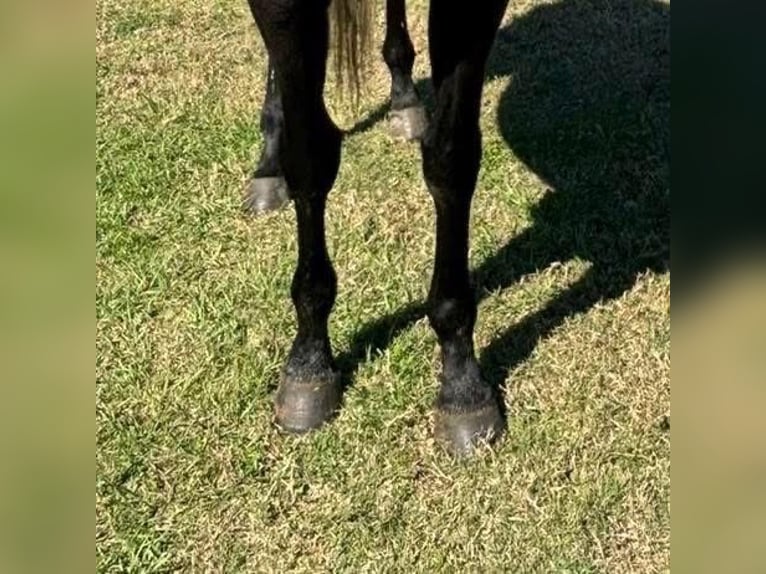 Pura sangre inglés Caballo castrado 4 años 163 cm Tordo in Fort Worth Texas