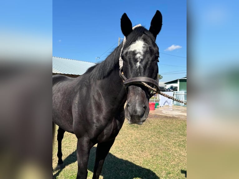 Pura sangre inglés Caballo castrado 4 años 163 cm Tordo in Fort Worth Texas