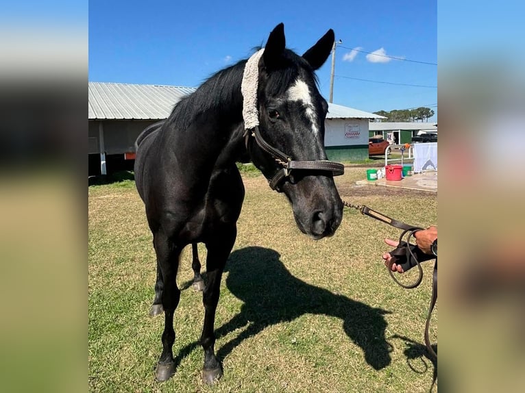 Pura sangre inglés Caballo castrado 4 años 163 cm Tordo in Fort Worth Texas