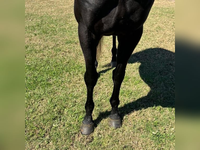 Pura sangre inglés Caballo castrado 4 años 163 cm Tordo in Fort Worth Texas