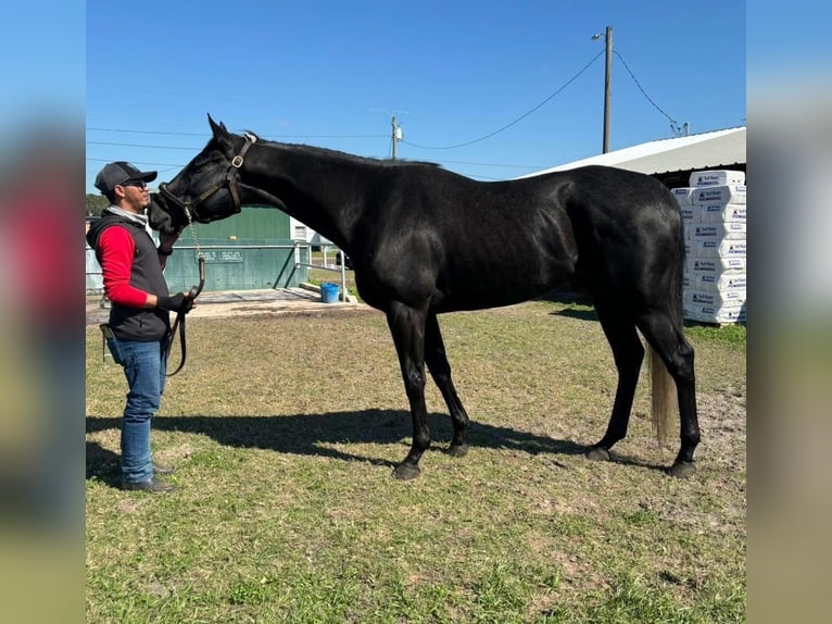 Pura sangre inglés Caballo castrado 4 años 163 cm Tordo in Fort Worth Texas