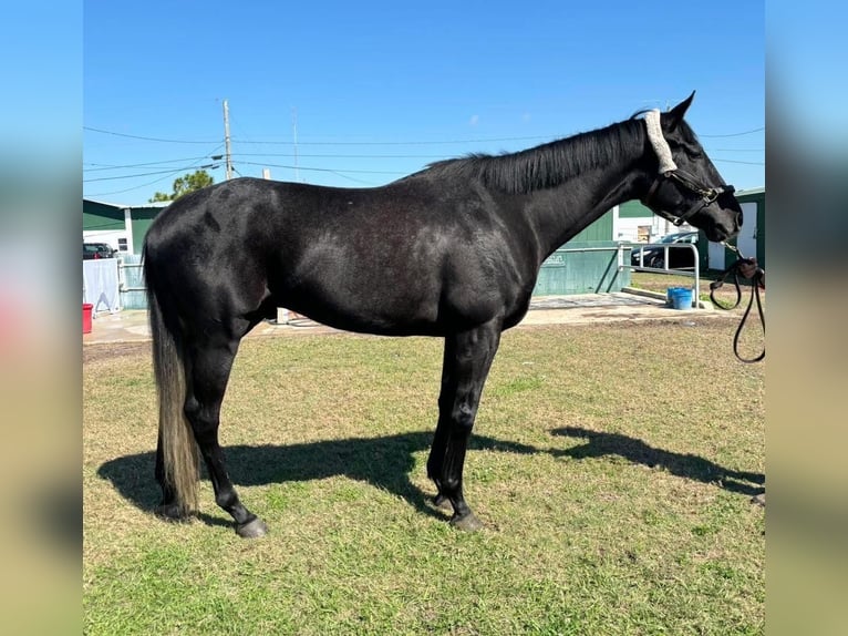 Pura sangre inglés Caballo castrado 4 años 163 cm Tordo in Fort Worth Texas