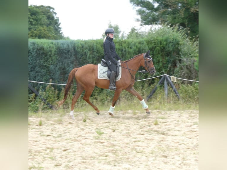 Pura sangre inglés Caballo castrado 4 años 164 cm Alazán in Wuppertal