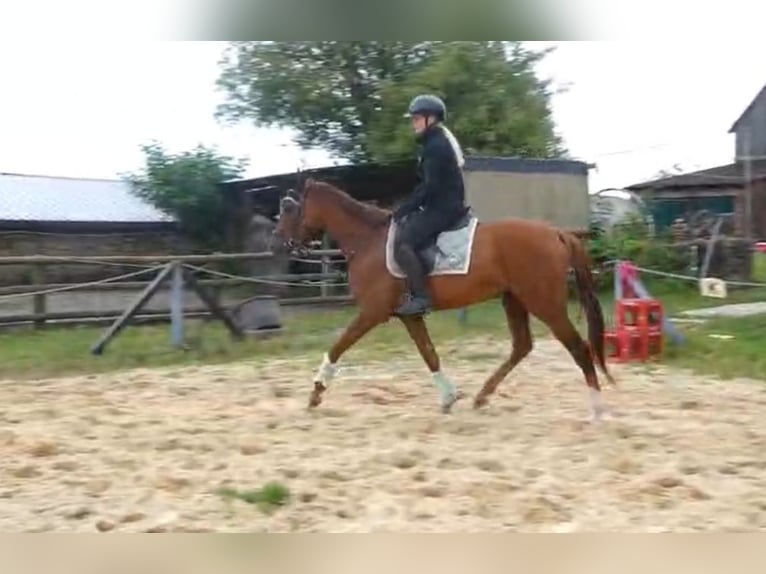 Pura sangre inglés Caballo castrado 4 años 164 cm Alazán in Wuppertal