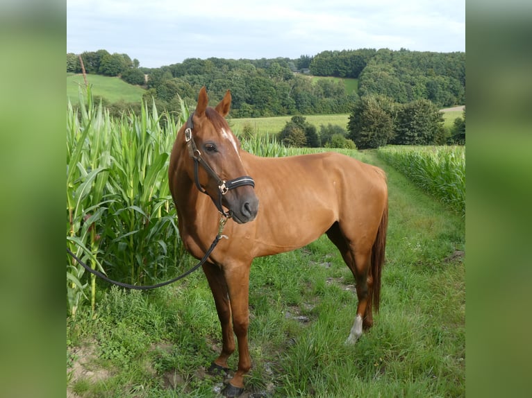Pura sangre inglés Caballo castrado 4 años 164 cm Alazán in Wuppertal