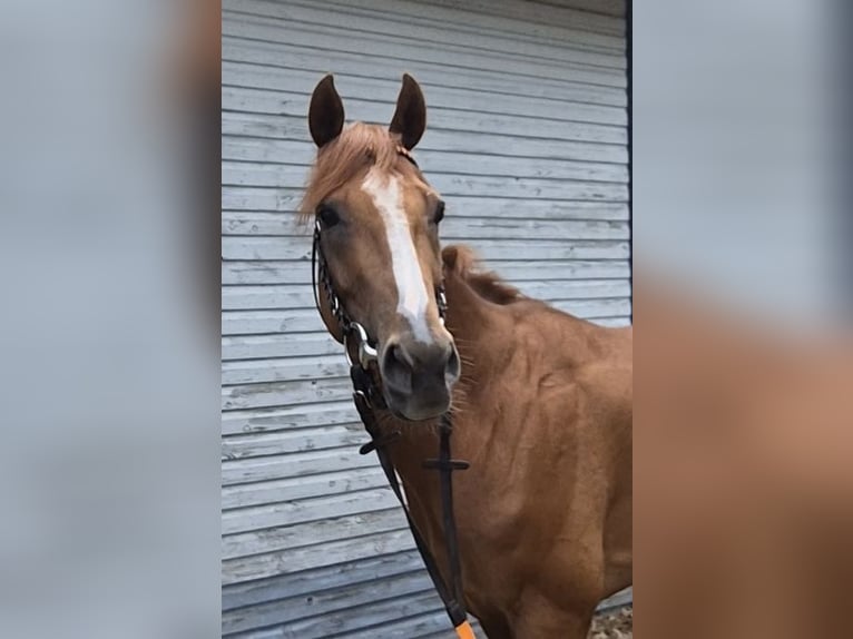 Pura sangre inglés Caballo castrado 4 años 164 cm Alazán in Neuenhagen
