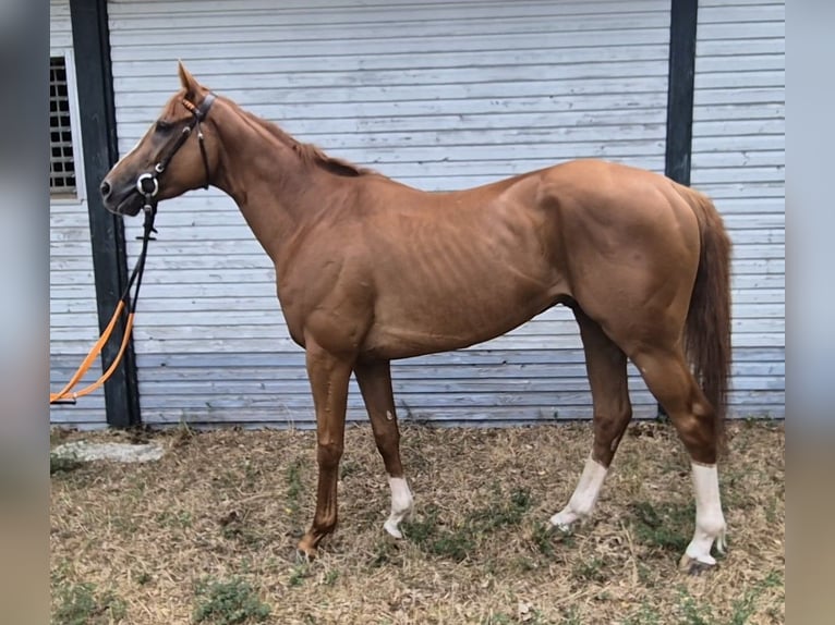 Pura sangre inglés Caballo castrado 4 años 164 cm Alazán in Neuenhagen