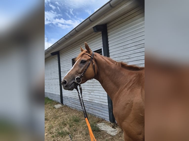 Pura sangre inglés Caballo castrado 4 años 164 cm Alazán in Neuenhagen