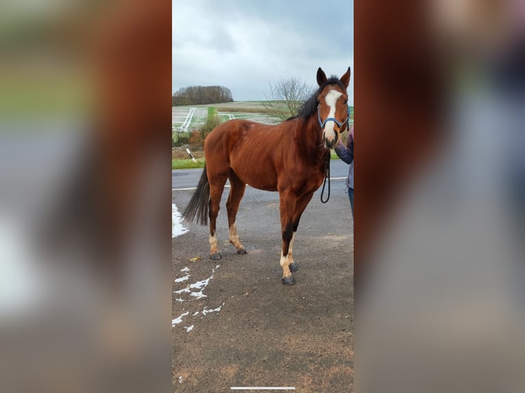 Pura sangre inglés Caballo castrado 4 años 164 cm Castaño in Hundsbach