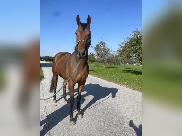 Pura sangre inglés Caballo castrado 4 años 164 cm Castaño in Seeham