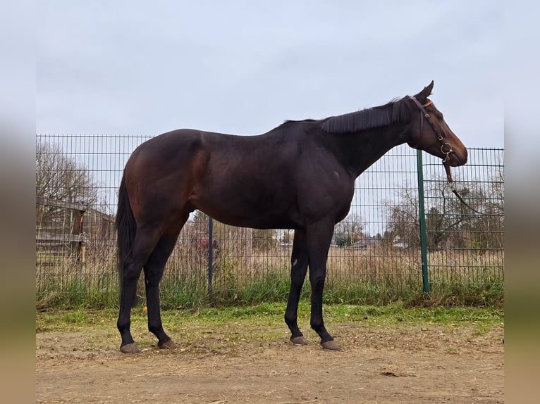 Pura sangre inglés Caballo castrado 4 años 164 cm Castaño oscuro in Neuenhagen bei Berlin