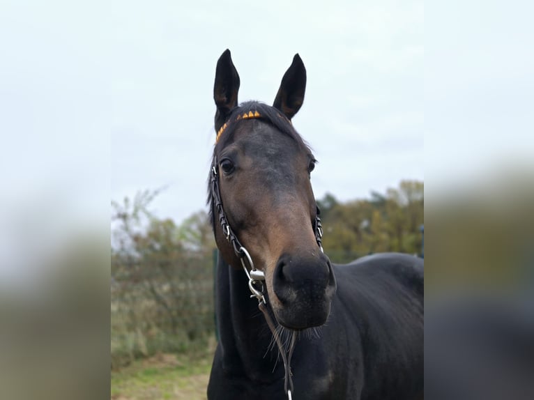 Pura sangre inglés Caballo castrado 4 años 164 cm Castaño oscuro in Neuenhagen bei Berlin