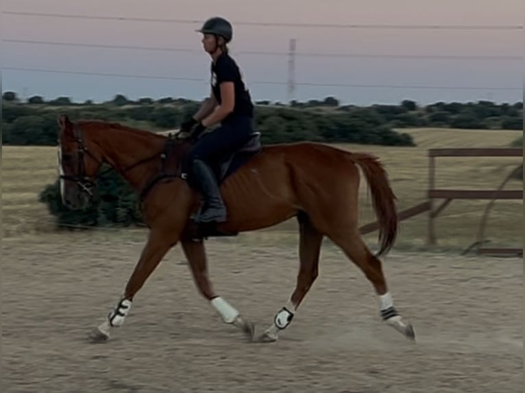 Pura sangre inglés Caballo castrado 4 años 165 cm Alazán in Brunete